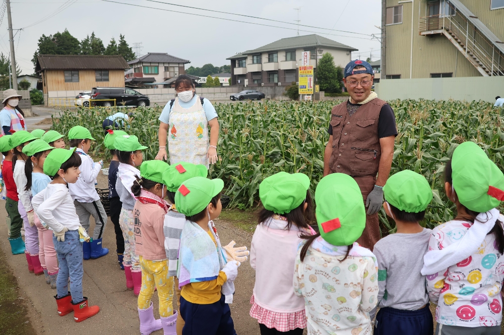 とうもろこし収穫体験（年長児）